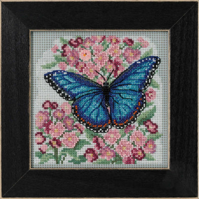 MH14-2216 Blue Morpho Butterfly